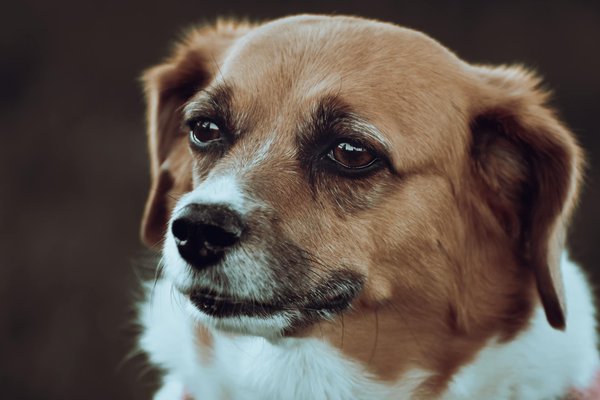 Como a urbanização está alterando o comportamento dos animais?