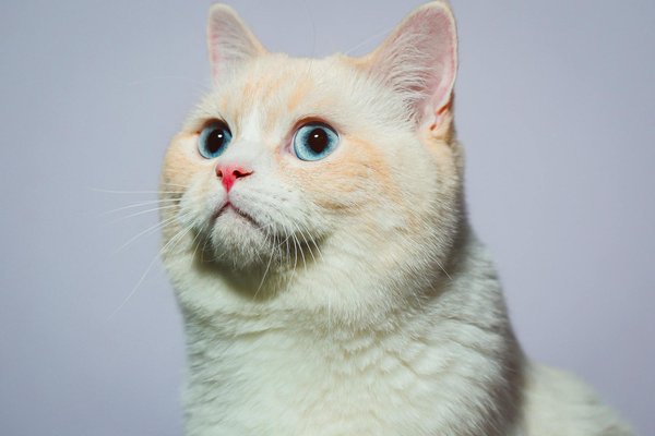 Como garantir segurança para meu gato em um lar com crianças: dicas essenciais