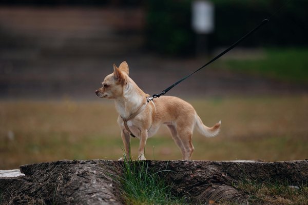 O que podemos aprender com o comportamento social dos animais?