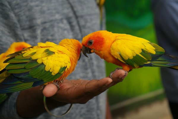 Quais são as raças de cães mais adequadas para apartamentos?